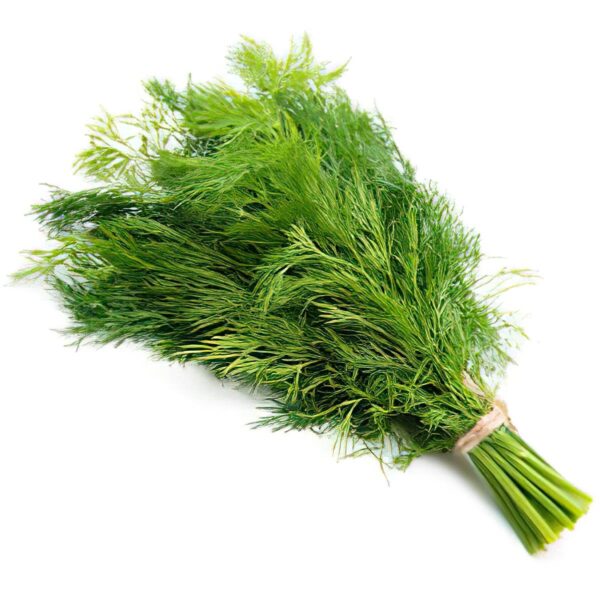اشبنت - شدة كبيرة